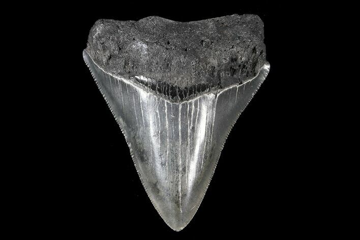 Serrated, Juvenile Megalodon Tooth #74168